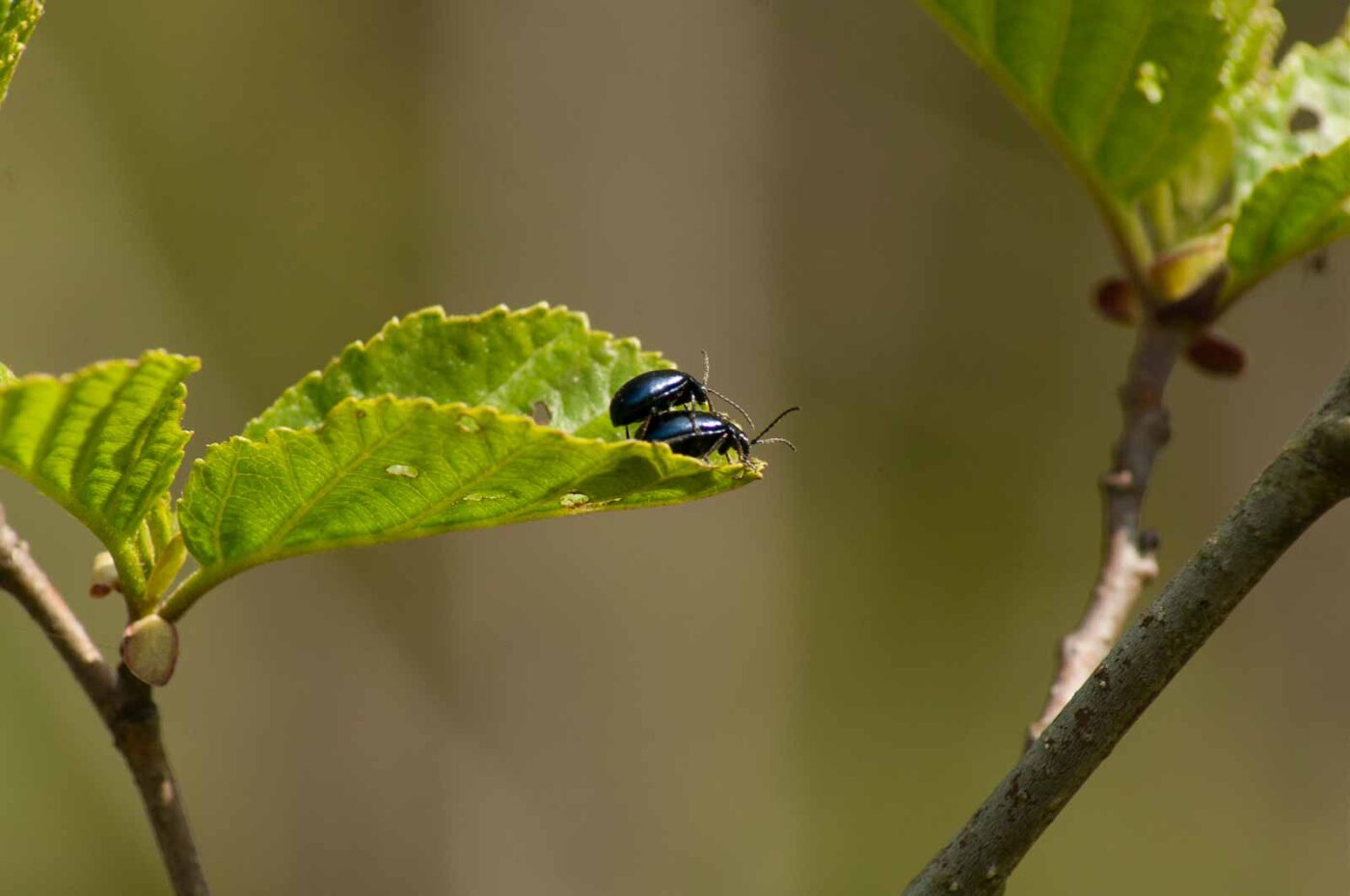 2016-04-22 - Harperner Teiche Bochum
