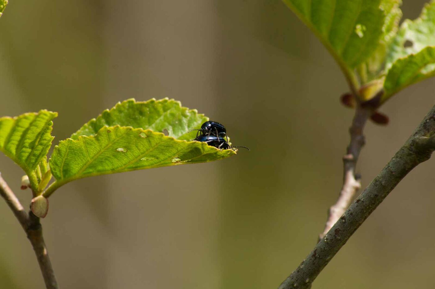 2016-04-22 - Harperner Teiche Bochum