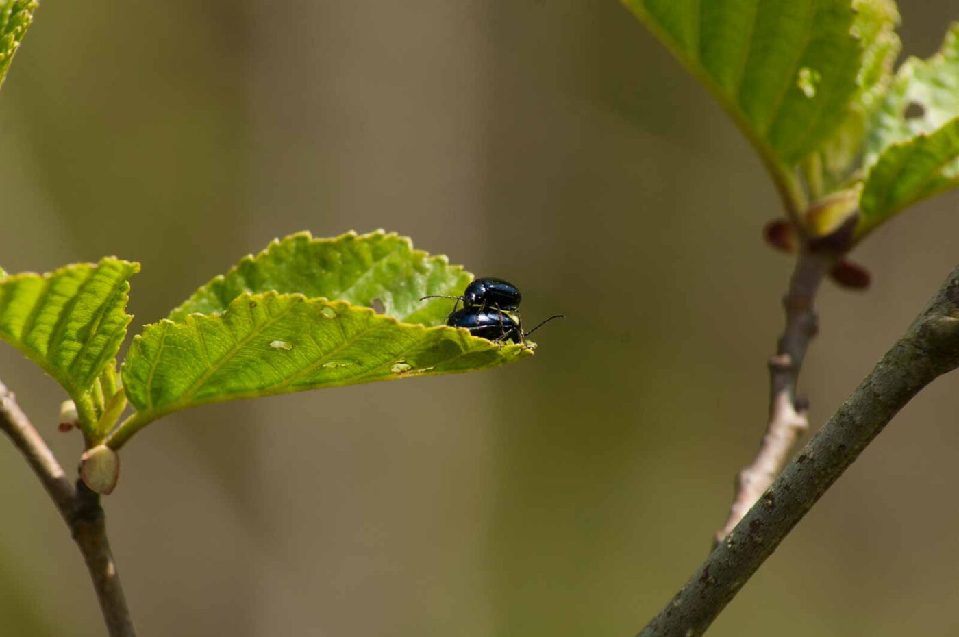 2016-04-22 - Harperner Teiche Bochum