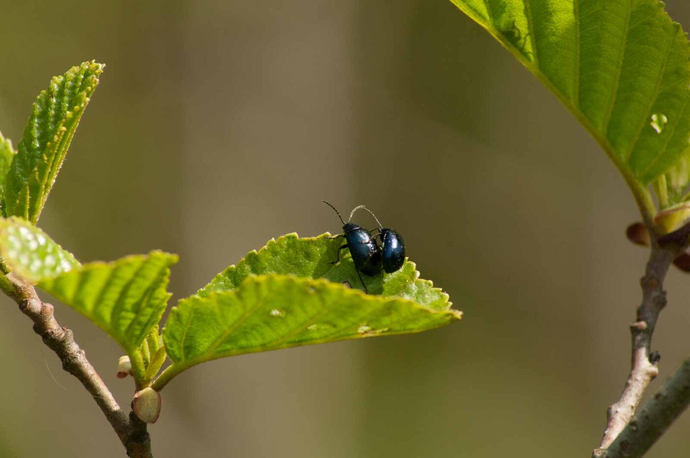 2016-04-22 - Harperner Teiche Bochum