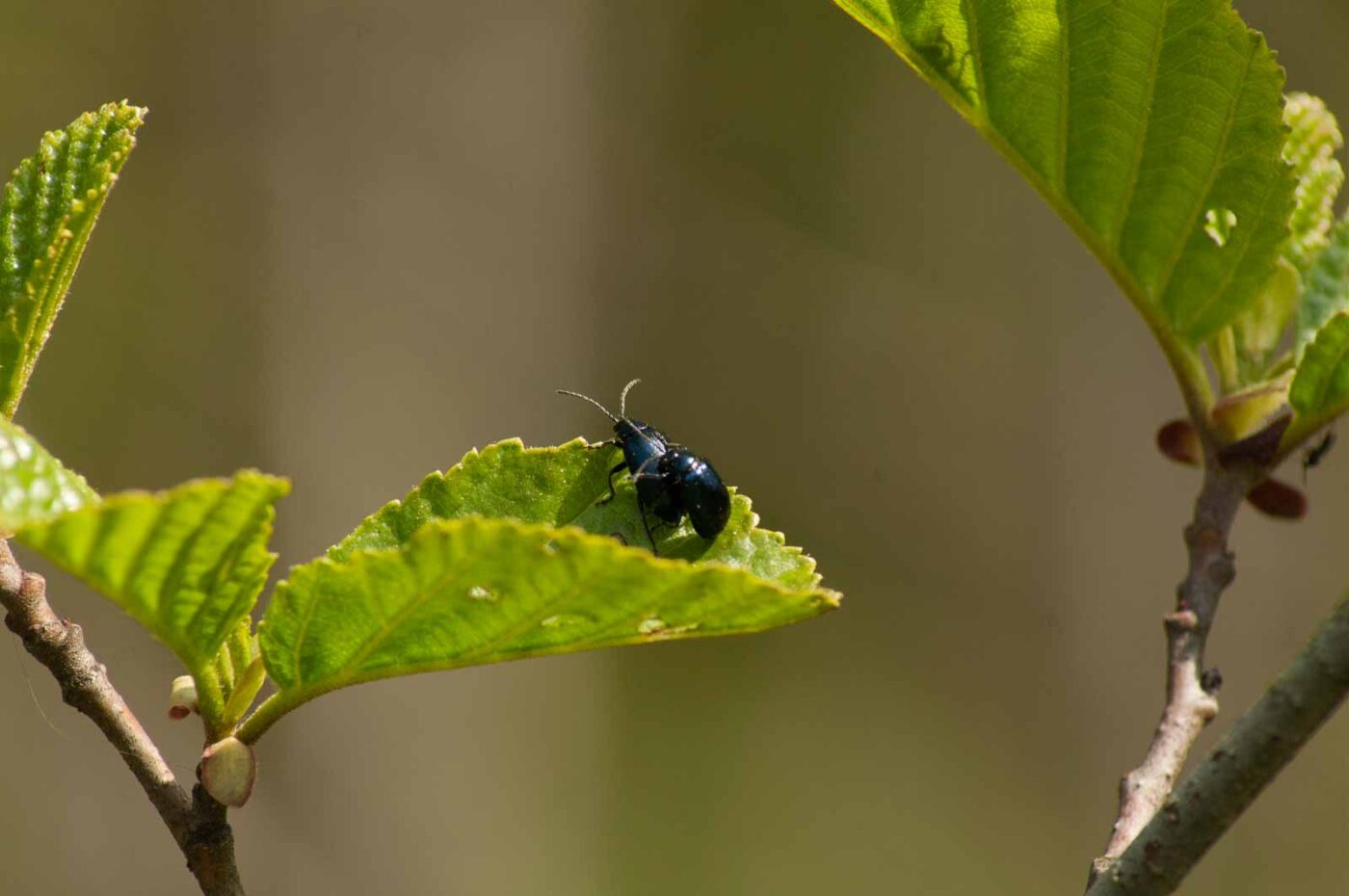 2016-04-22 - Harperner Teiche Bochum