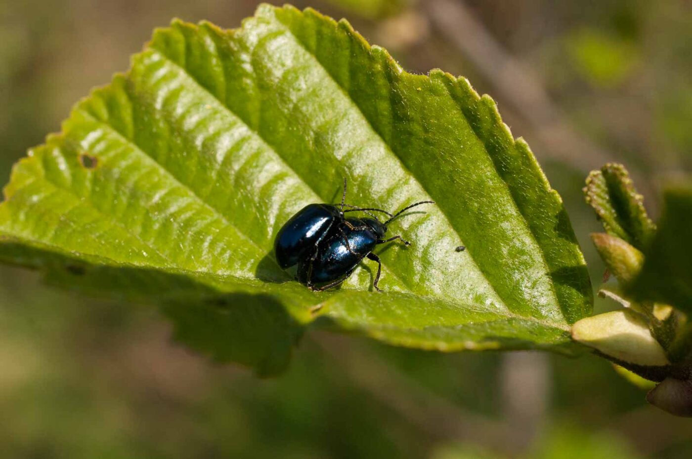 2016-04-22 - Harperner Teiche Bochum