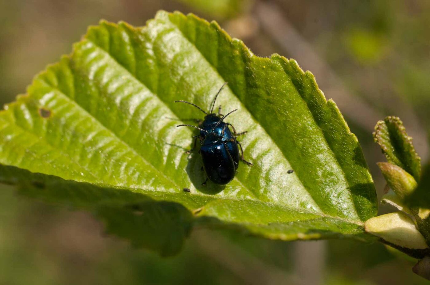 2016-04-22 - Harperner Teiche Bochum