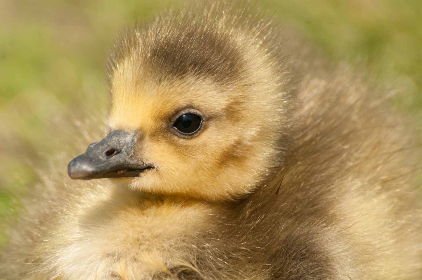 2016-04-22 - Harperner Teiche Bochum