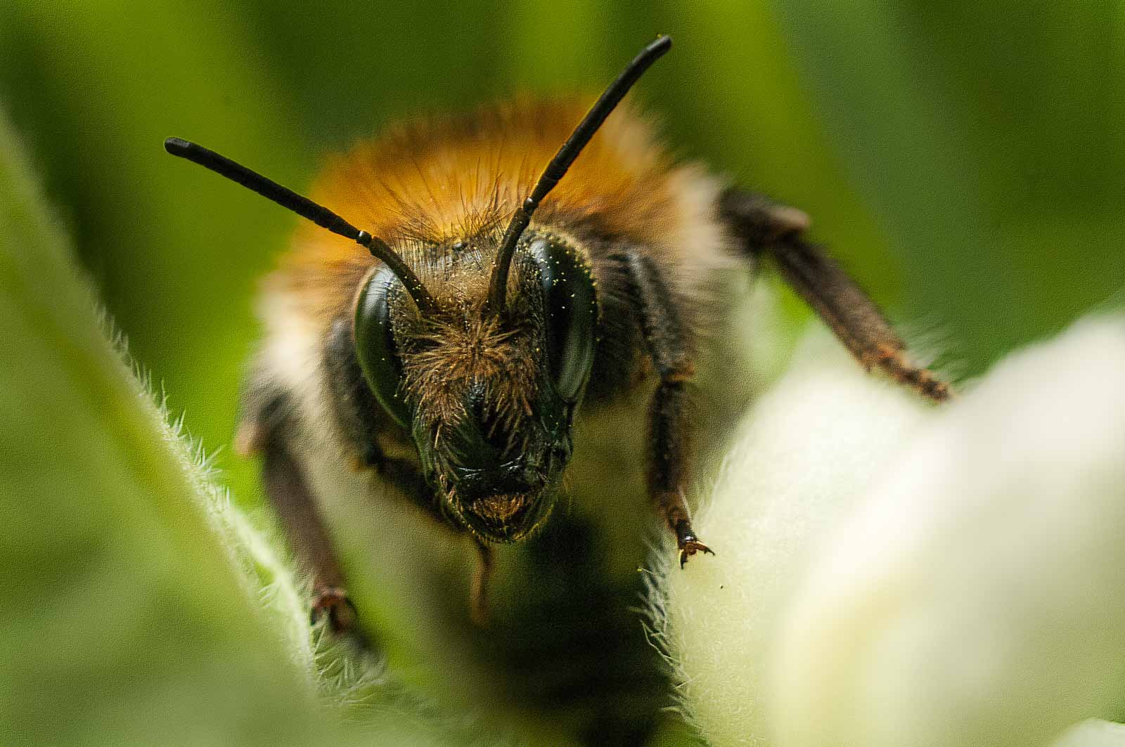 °baumhummel°
