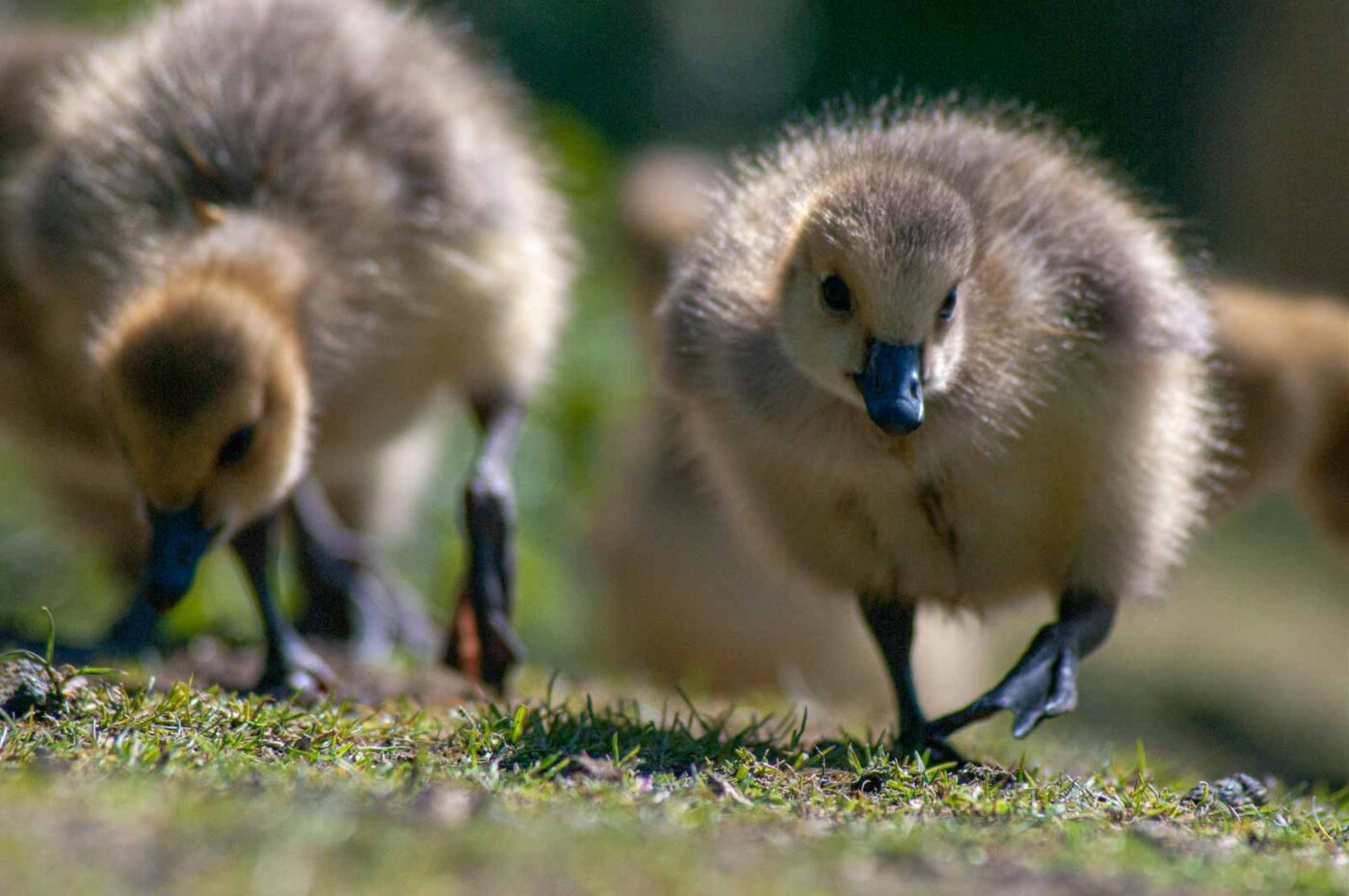 2016-05-05 - Harpener Teiche Bochum