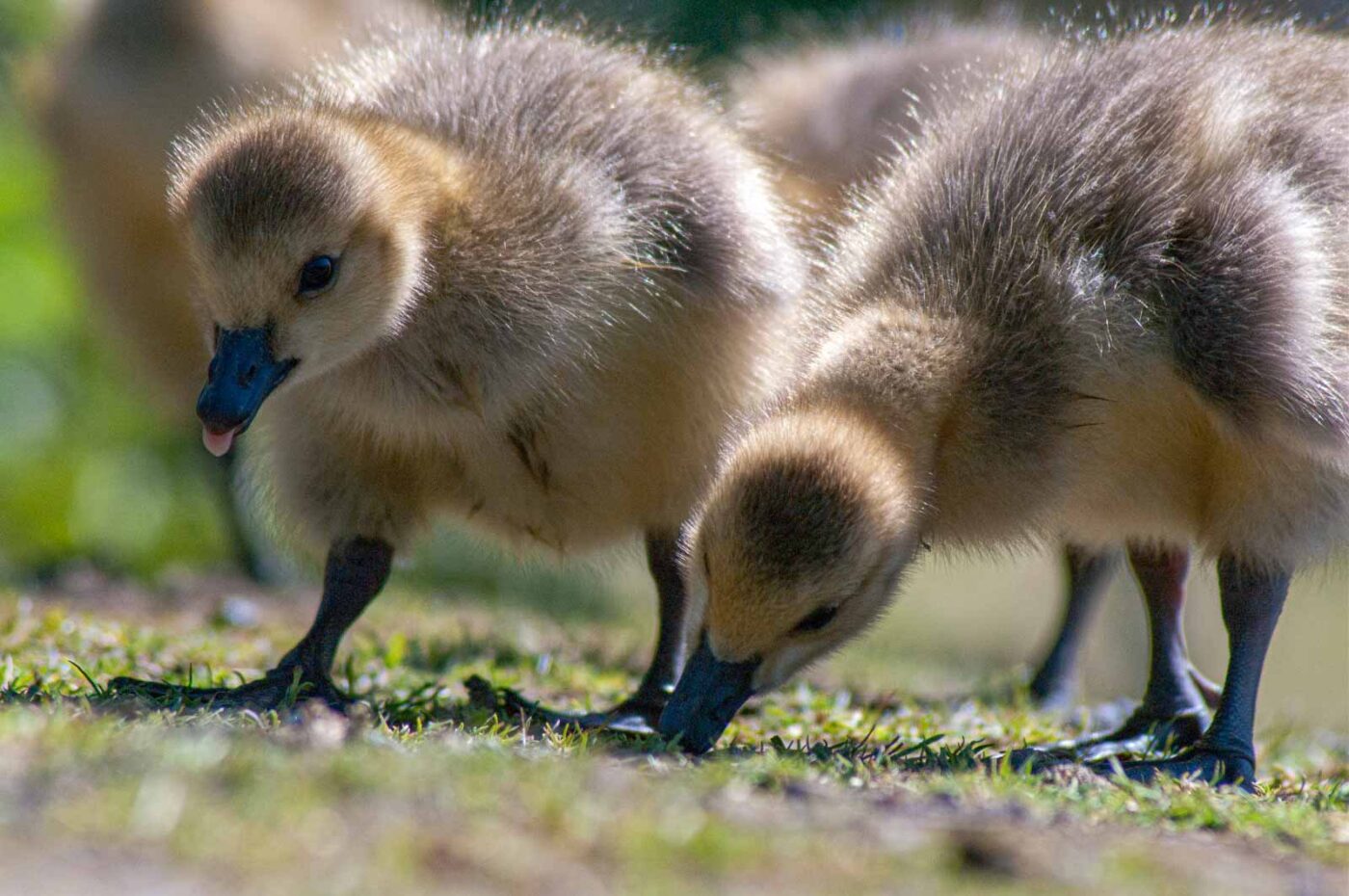 2016-05-05 - Harpener Teiche Bochum