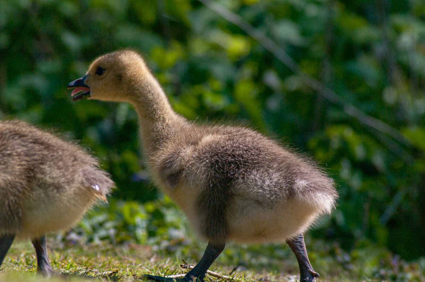 2016-05-05 - Harpener Teiche Bochum