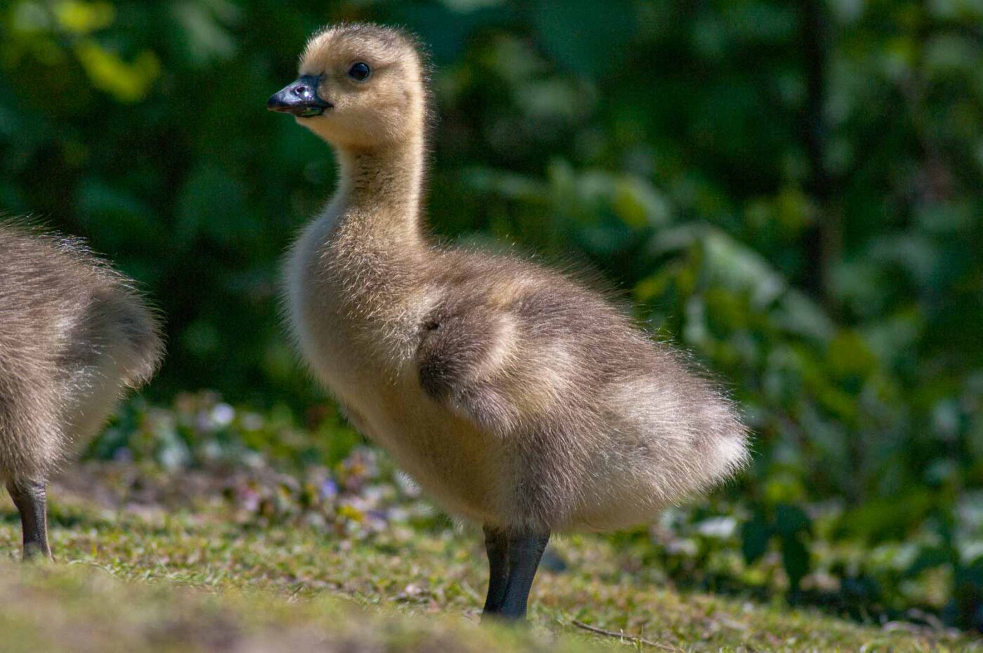 2016-05-05 - Harpener Teiche Bochum