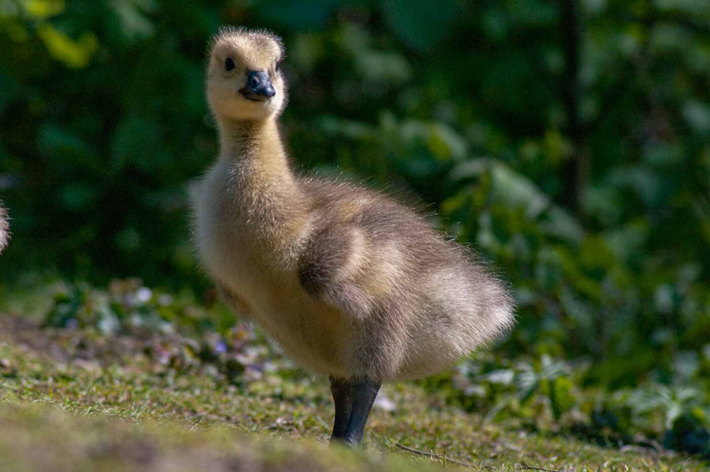 2016-05-05 - Harpener Teiche Bochum