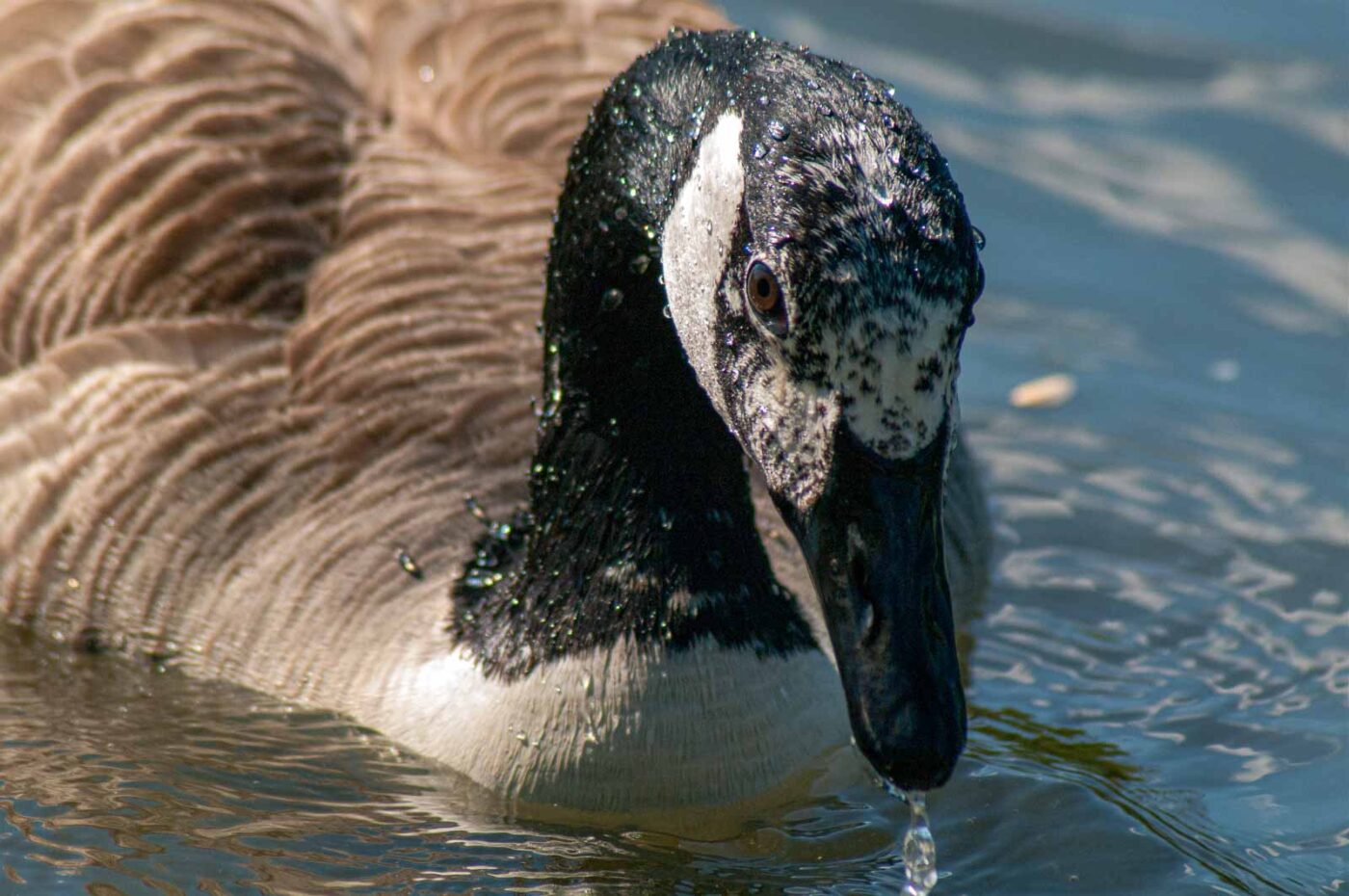 2016-05-05 - Harpener Teiche Bochum