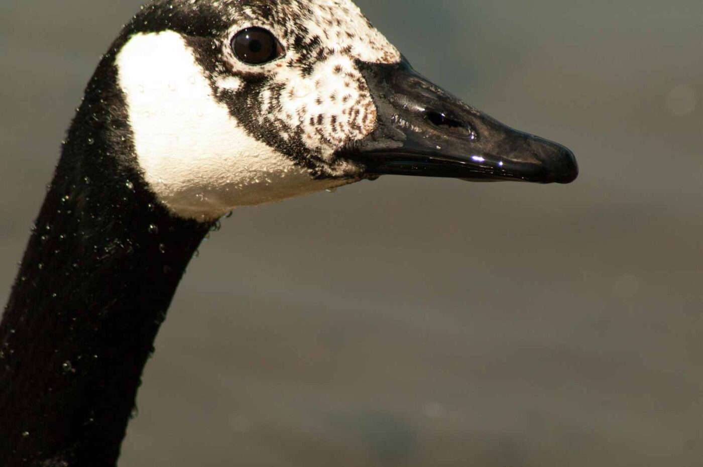 2016-05-05 - Harpener Teiche Bochum