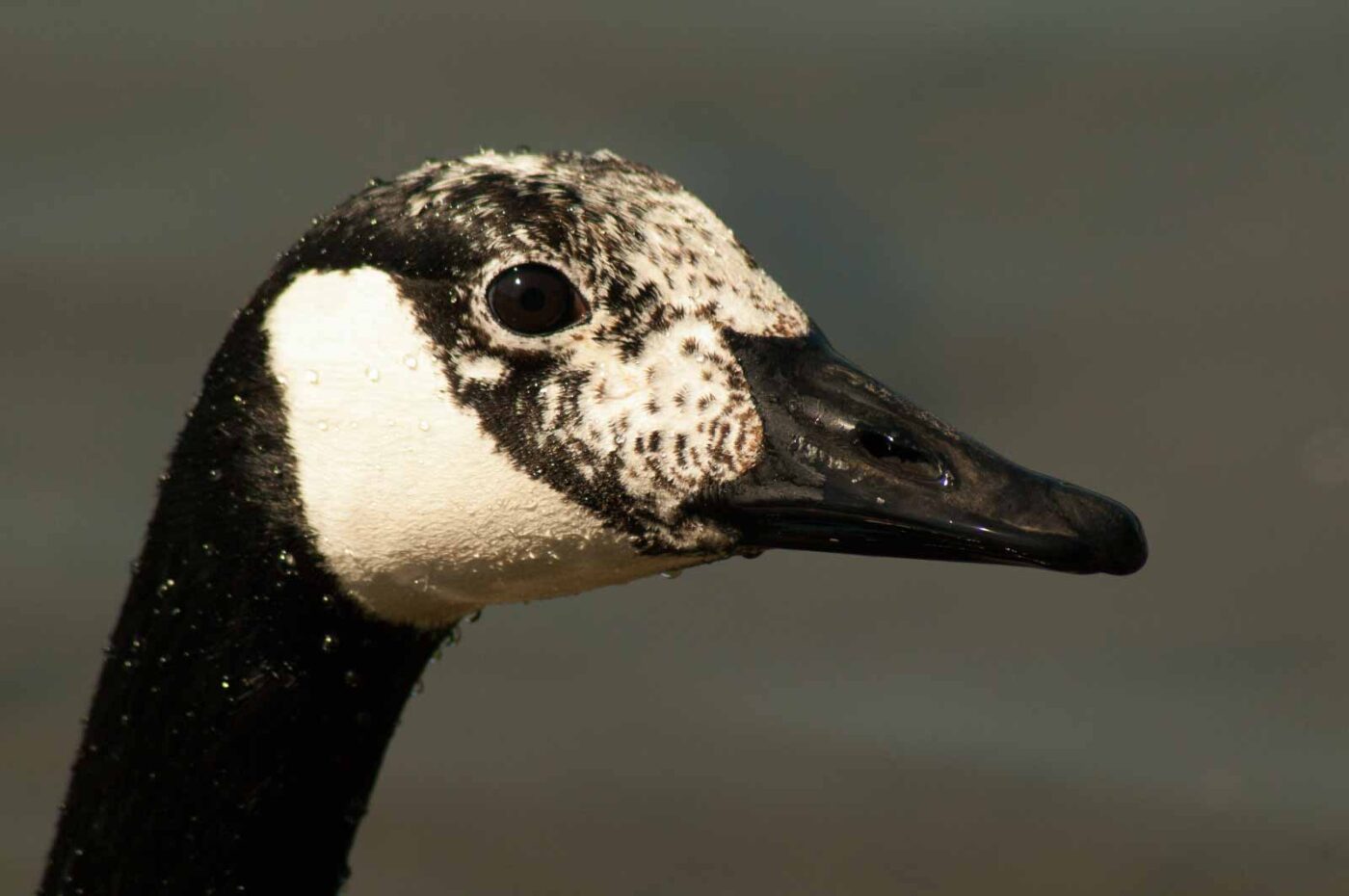 2016-05-05 - Harpener Teiche Bochum