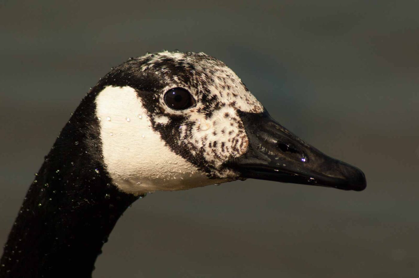 2016-05-05 - Harpener Teiche Bochum