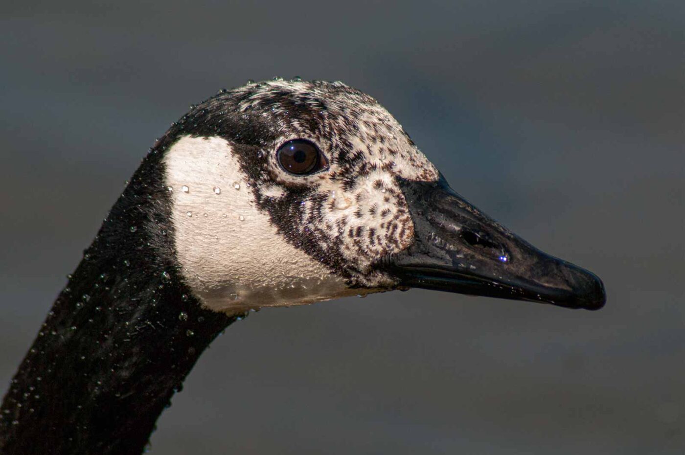 2016-05-05 - Harpener Teiche Bochum