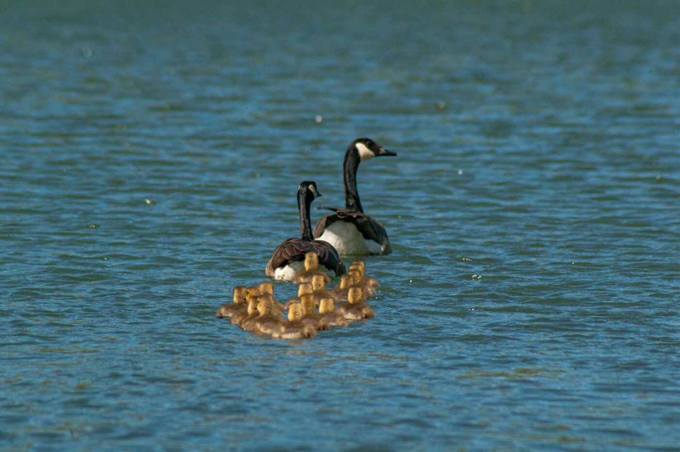 2016-05-05 - Harpener Teiche Bochum