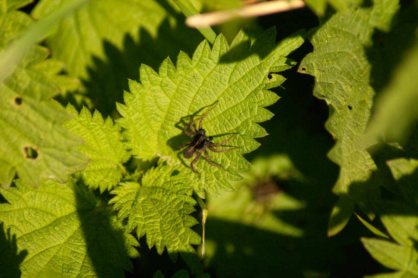 2016-05-05 - Harpener Teiche Bochum