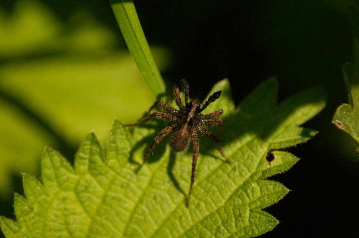 2016-05-05 - Harpener Teiche Bochum