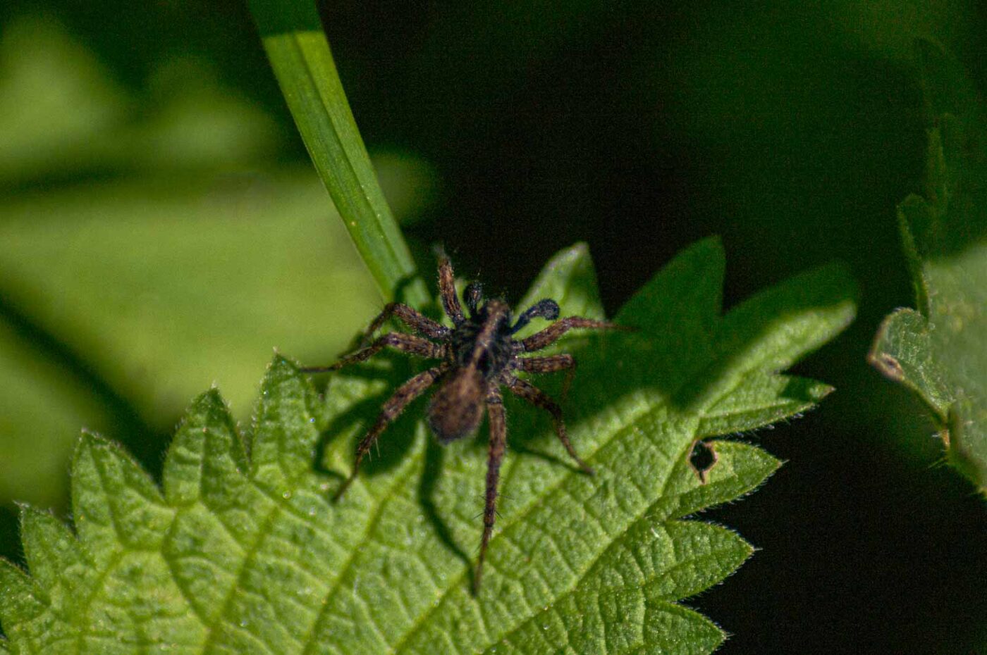 2016-05-05 - Harpener Teiche Bochum