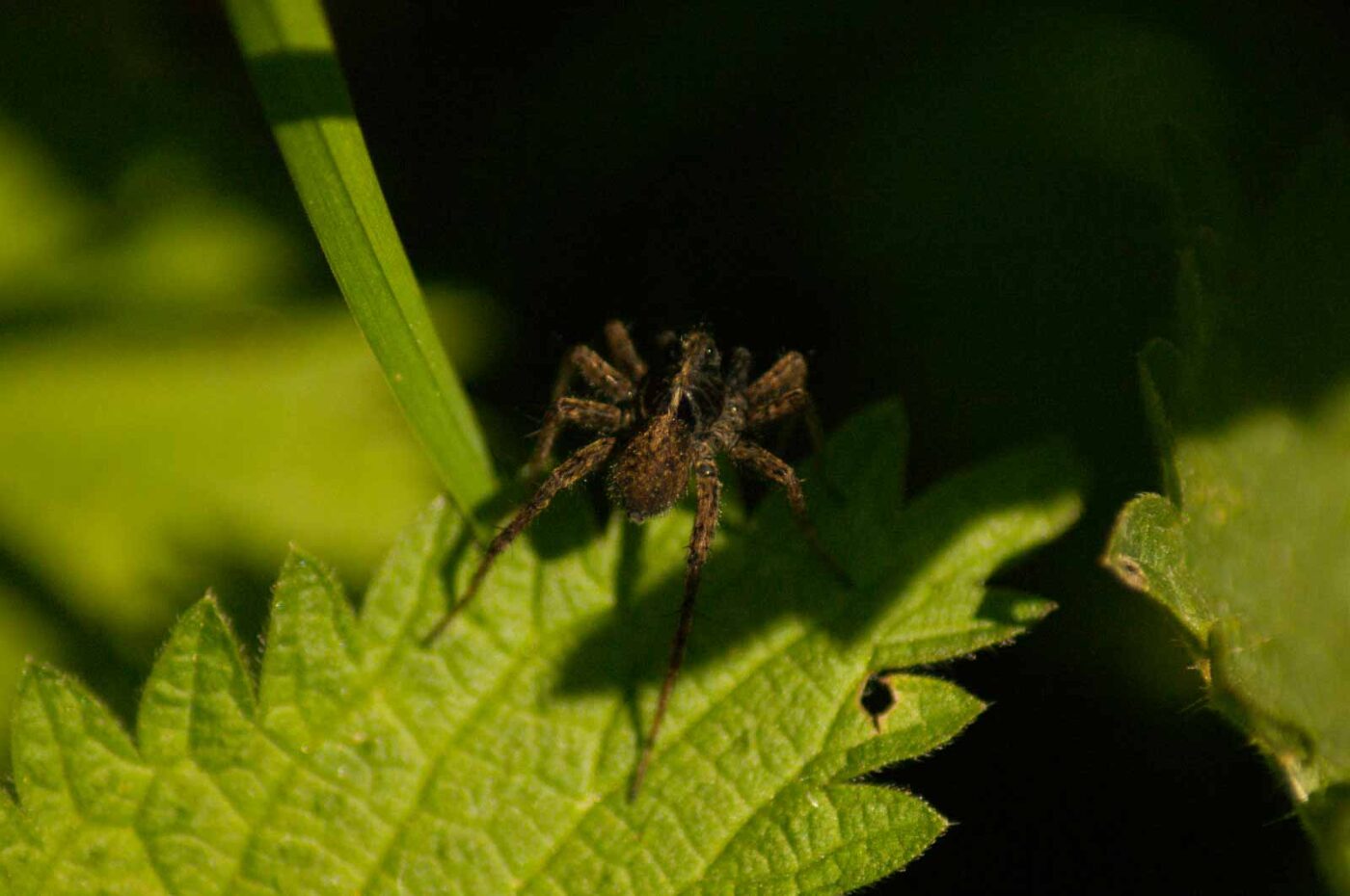 2016-05-05 - Harpener Teiche Bochum