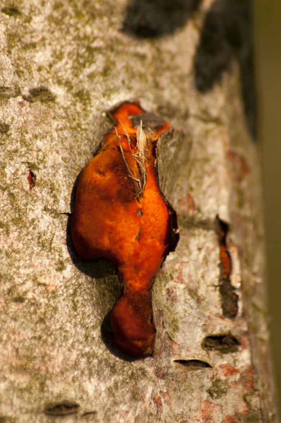 2016-05-05 - Harpener Teiche Bochum