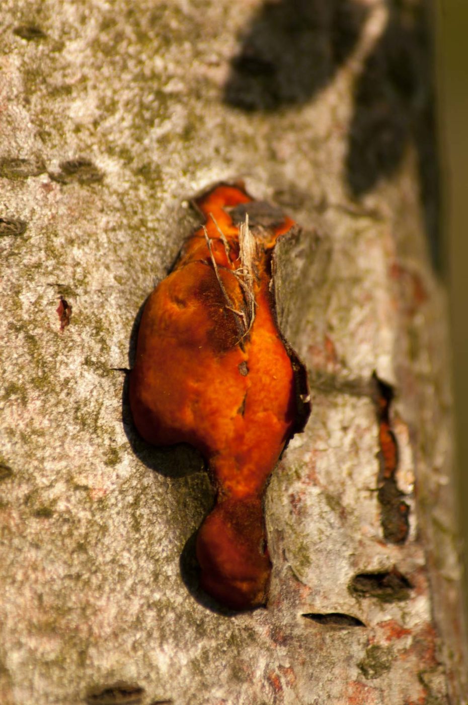 2016-05-05 - Harpener Teiche Bochum