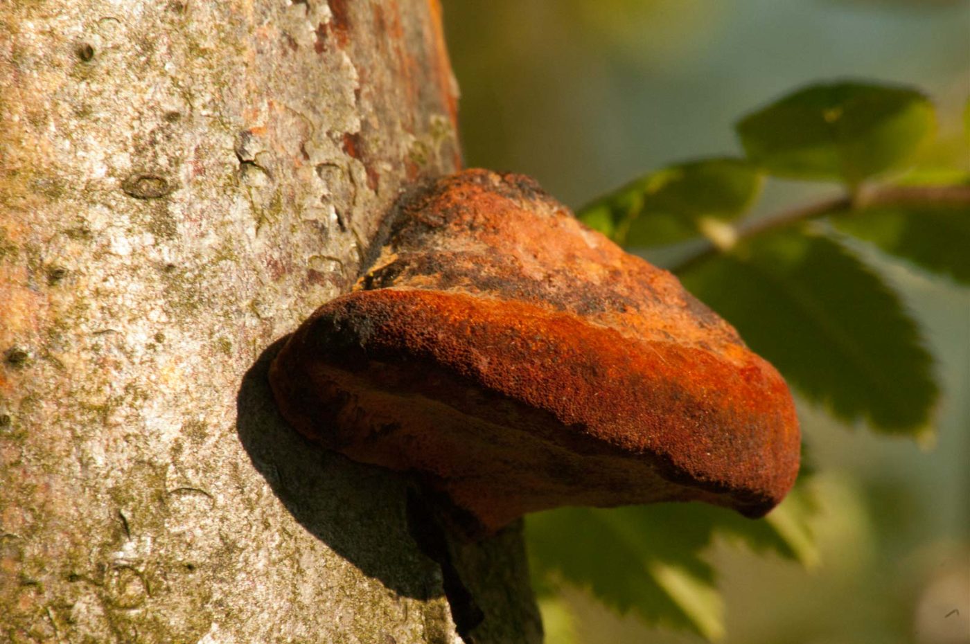 2016-05-05 - Harpener Teiche Bochum