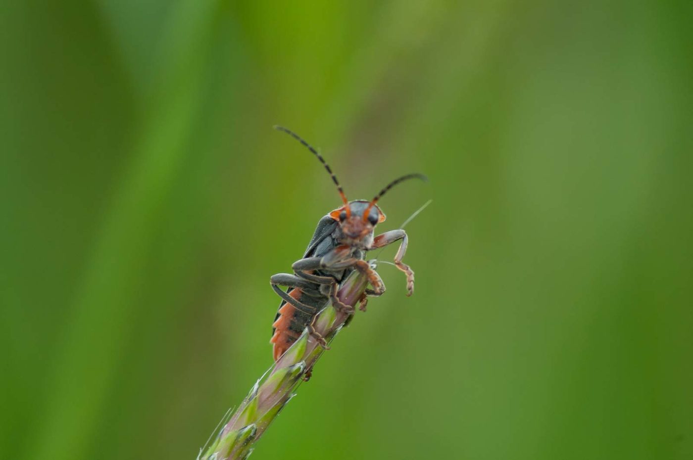 2016-05-26 - NSG Langeloh Herne