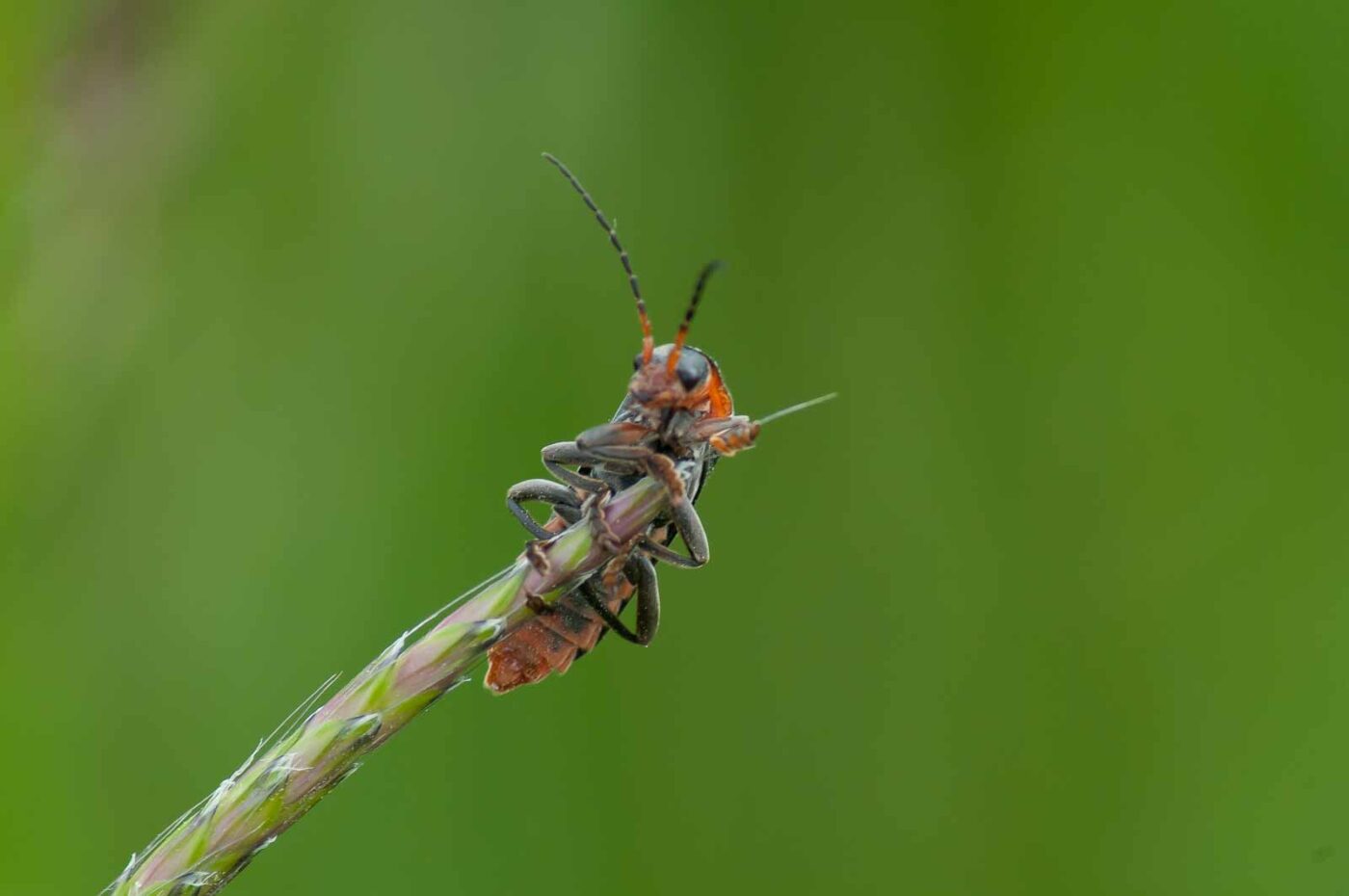 2016-05-26 - NSG Langeloh Herne