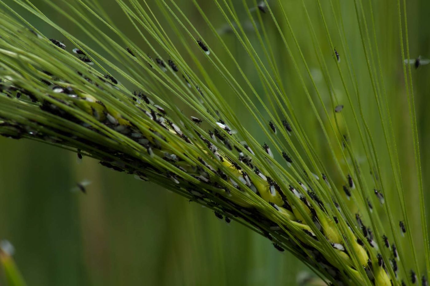 2016-05-26 - NSG Langeloh Herne