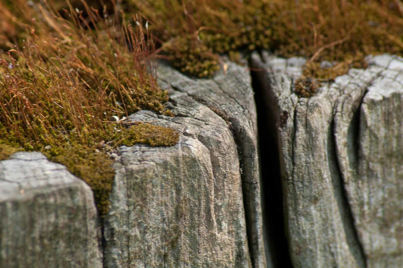 2016-05-26 - NSG Langeloh Herne