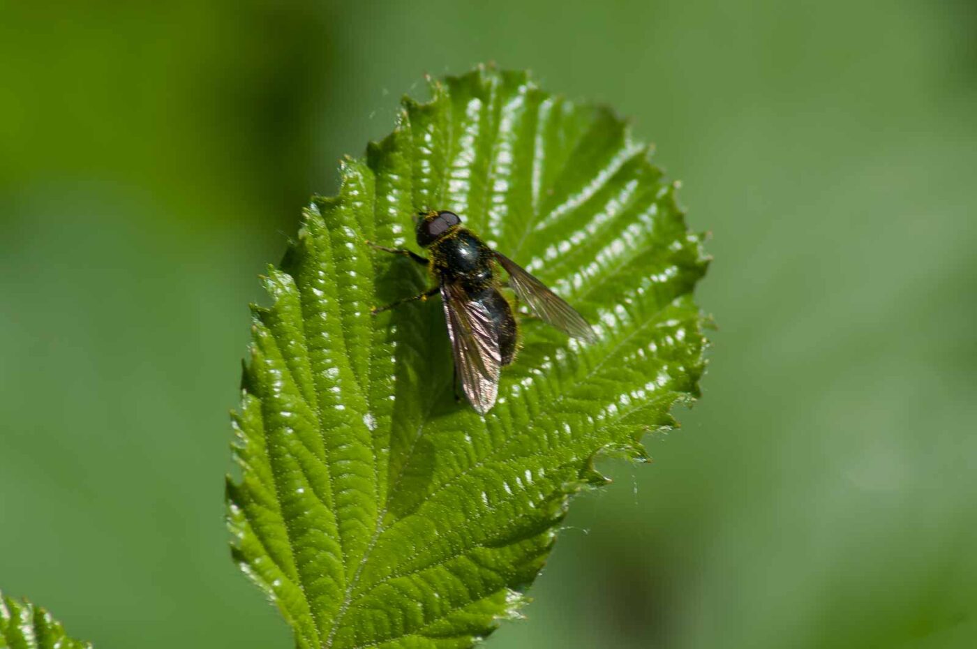 2016-05-26 - NSG Langeloh Herne