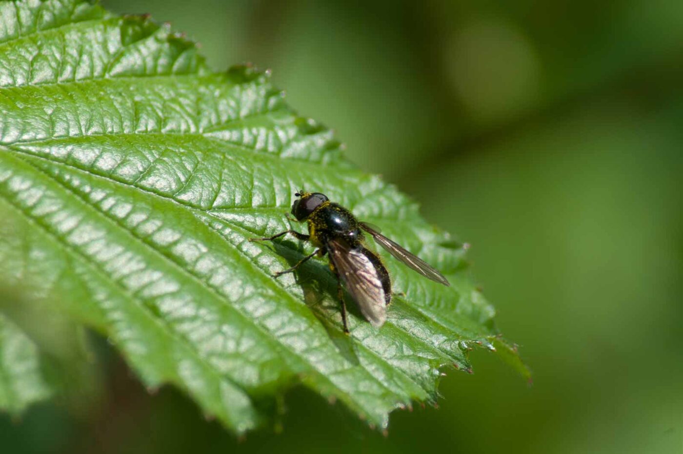 2016-05-26 - NSG Langeloh Herne