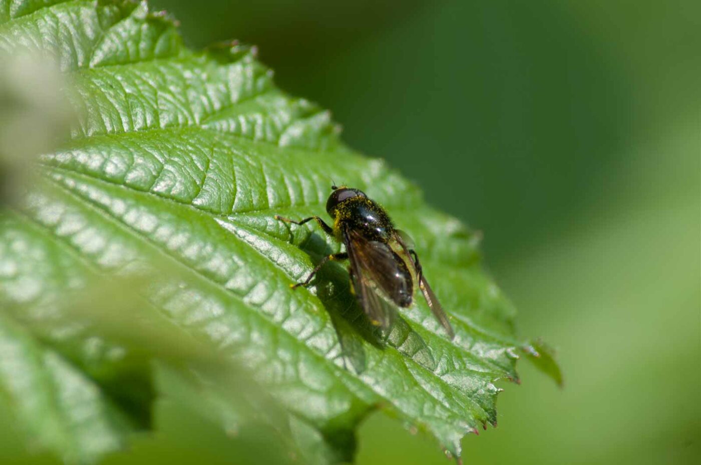 2016-05-26 - NSG Langeloh Herne