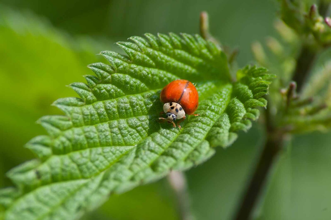 2016-05-26 - NSG Langeloh Herne