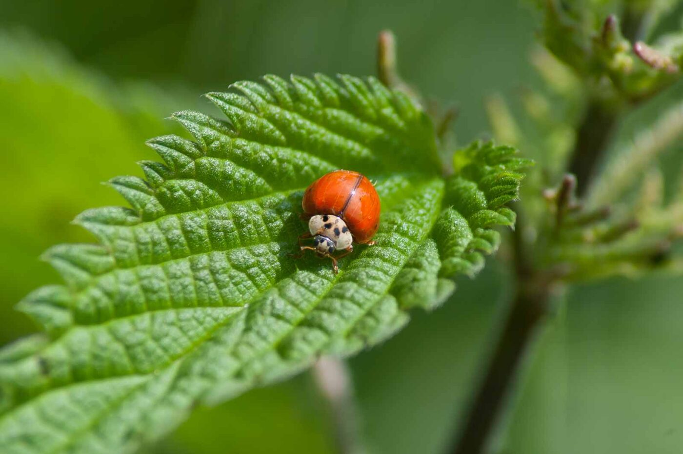 2016-05-26 - NSG Langeloh Herne