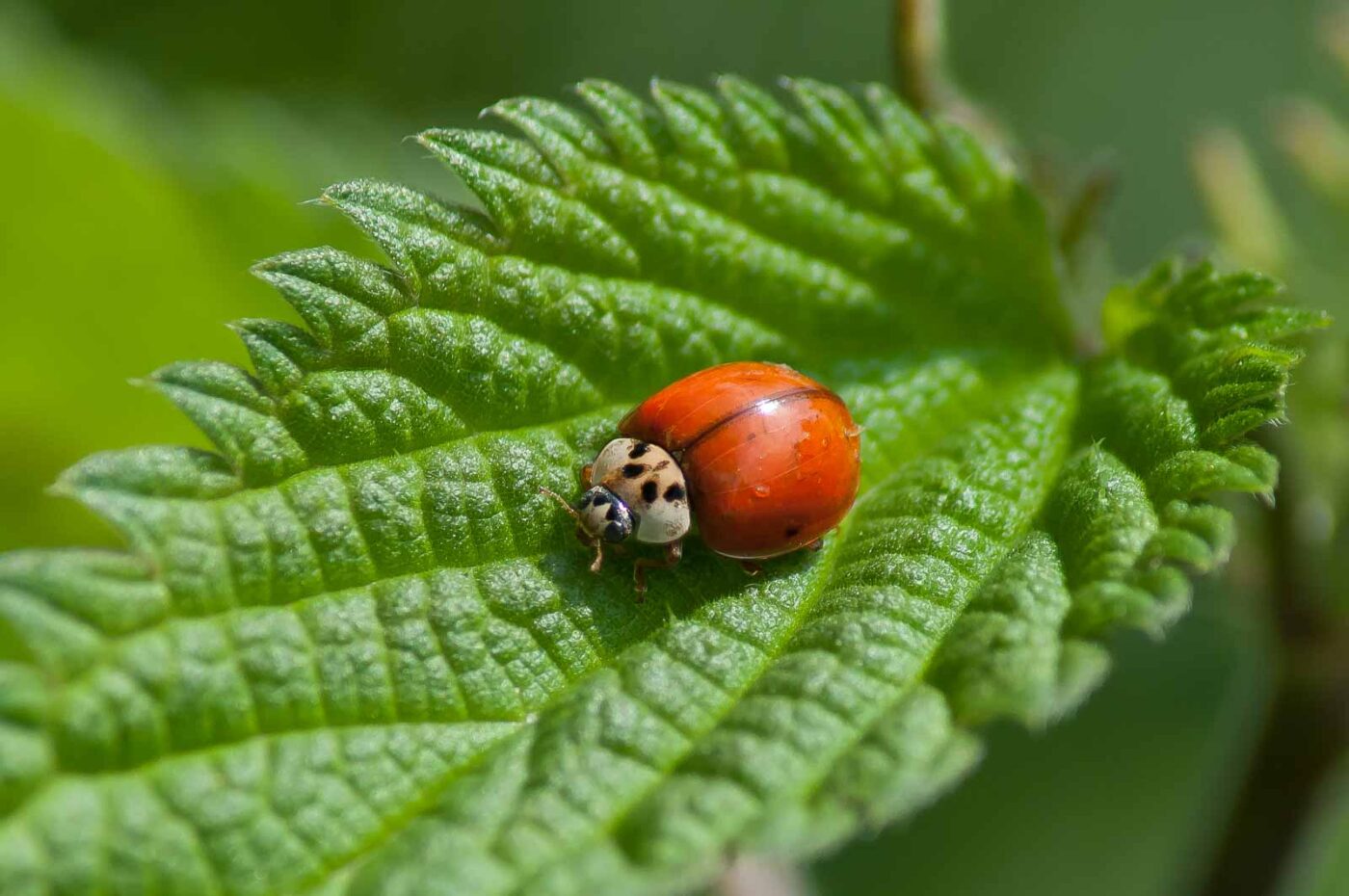 2016-05-26 - NSG Langeloh Herne