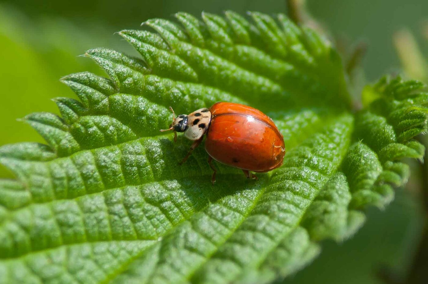 2016-05-26 - NSG Langeloh Herne