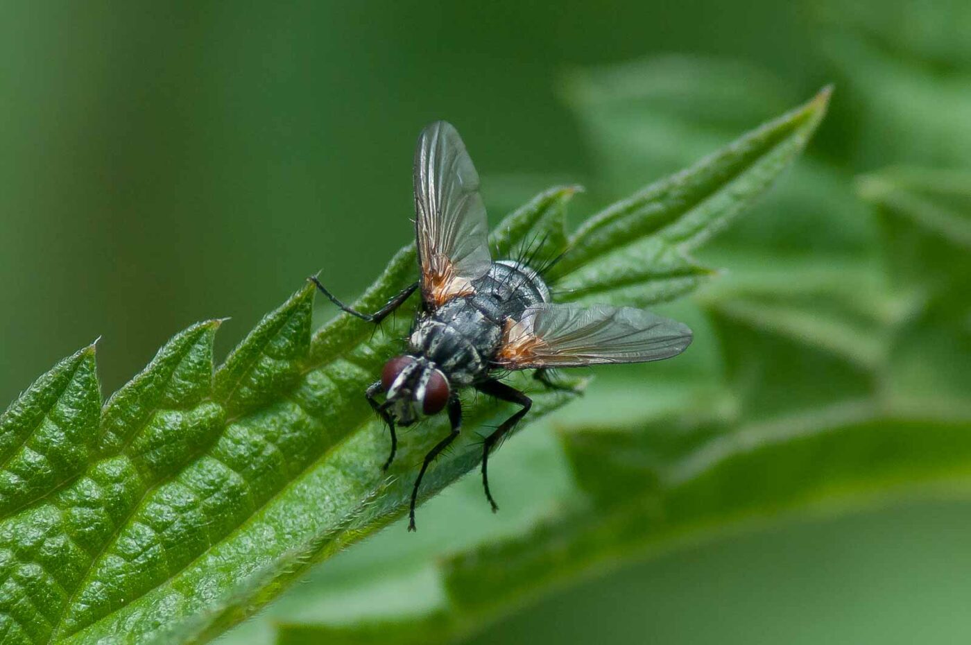 2016-05-26 - NSG Langeloh Herne