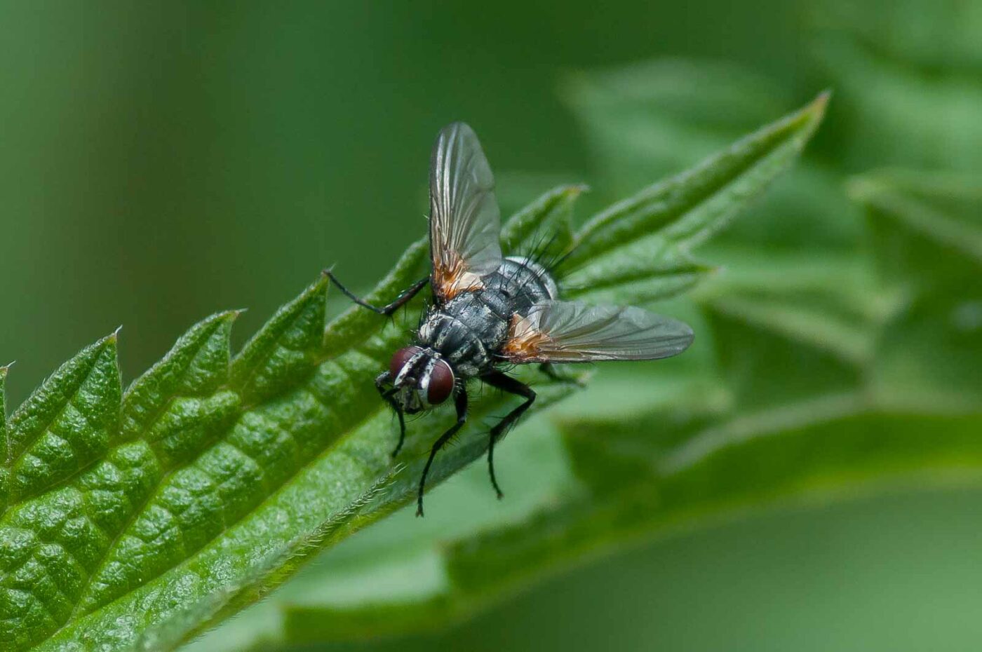 2016-05-26 - NSG Langeloh Herne