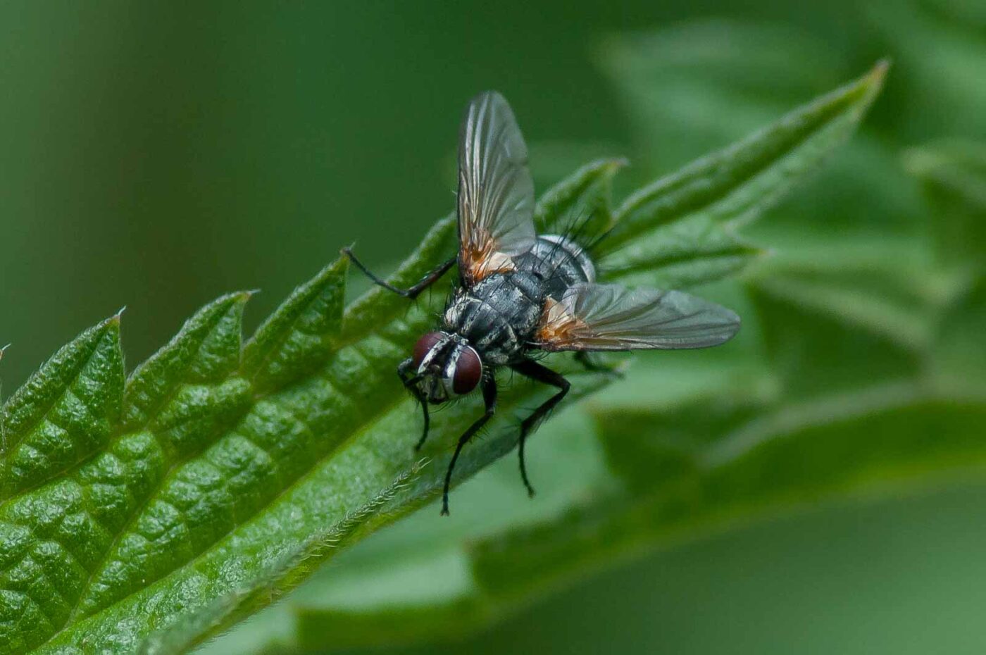 2016-05-26 - NSG Langeloh Herne