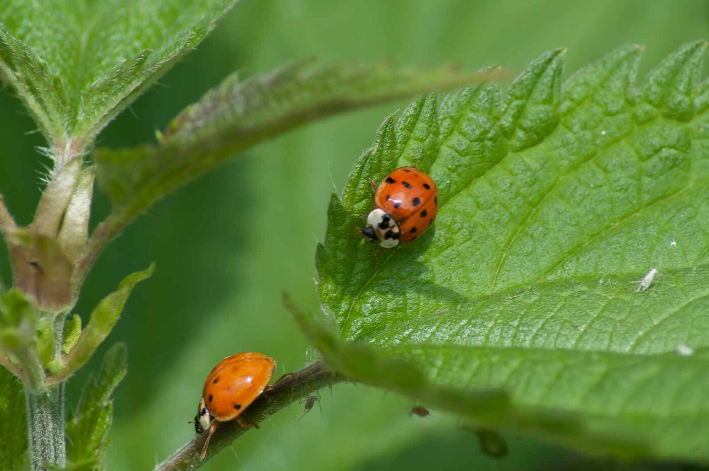 2016-05-26 - NSG Langeloh Herne