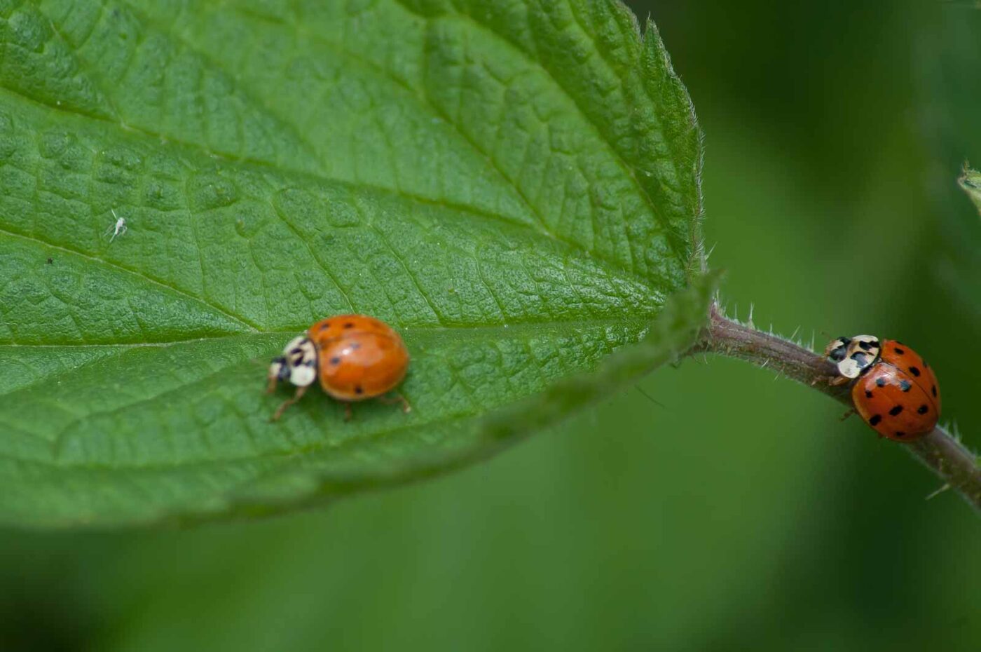 2016-05-26 - NSG Langeloh Herne