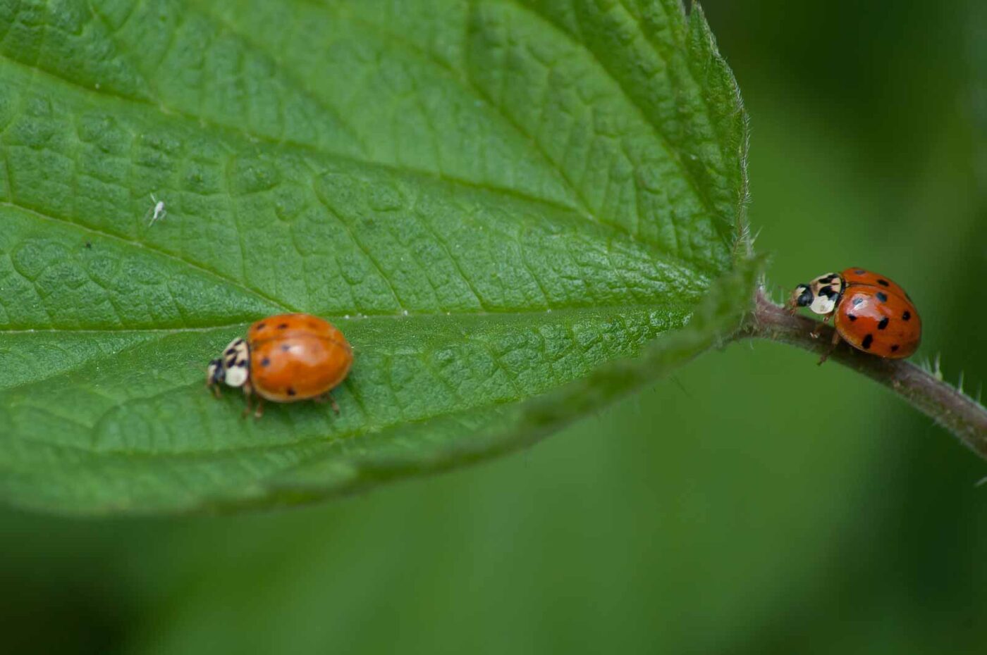 2016-05-26 - NSG Langeloh Herne