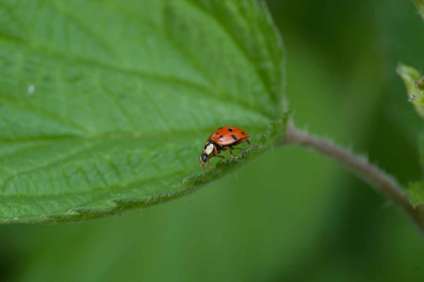 2016-05-26 - NSG Langeloh Herne