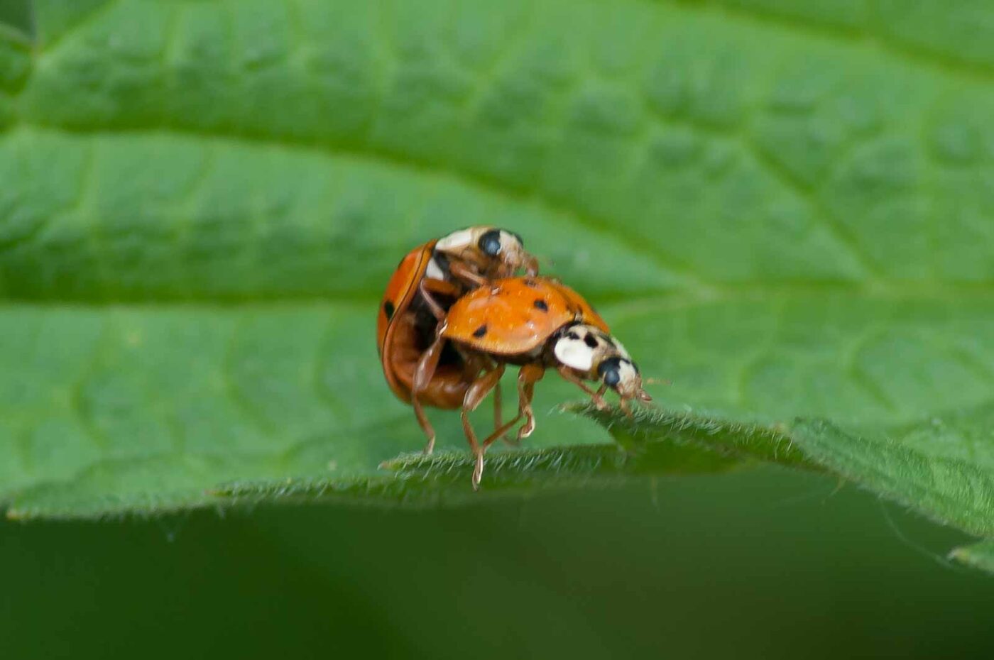 2016-05-26 - NSG Langeloh Herne