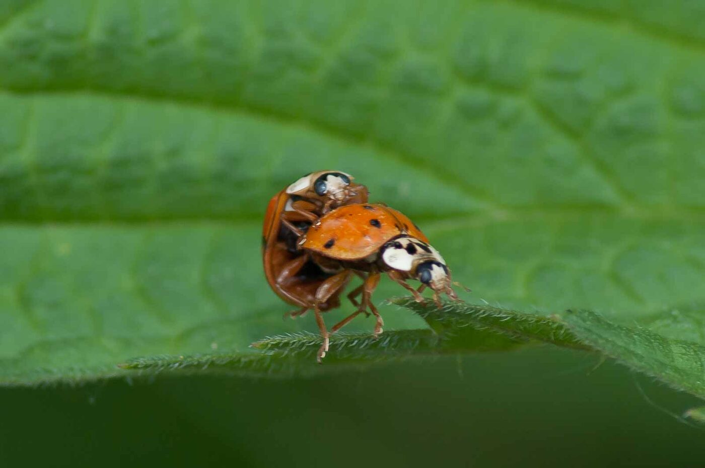 2016-05-26 - NSG Langeloh Herne