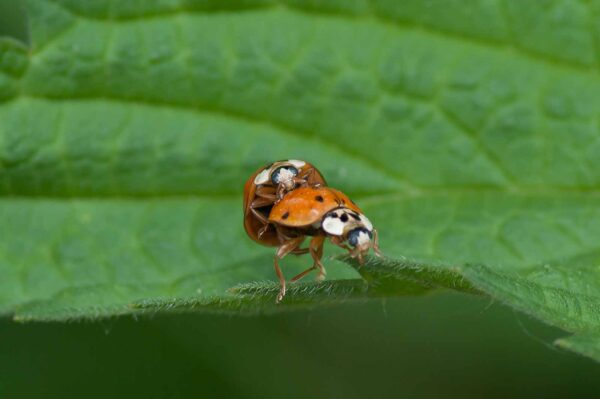 2016-05-26 - NSG Langeloh Herne