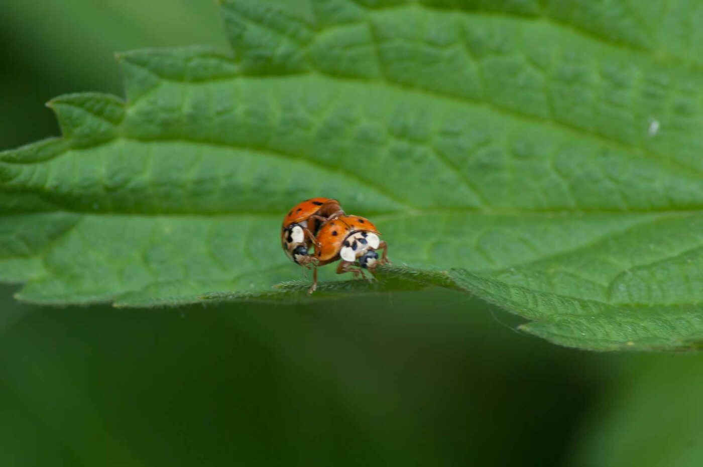 2016-05-26 - NSG Langeloh Herne