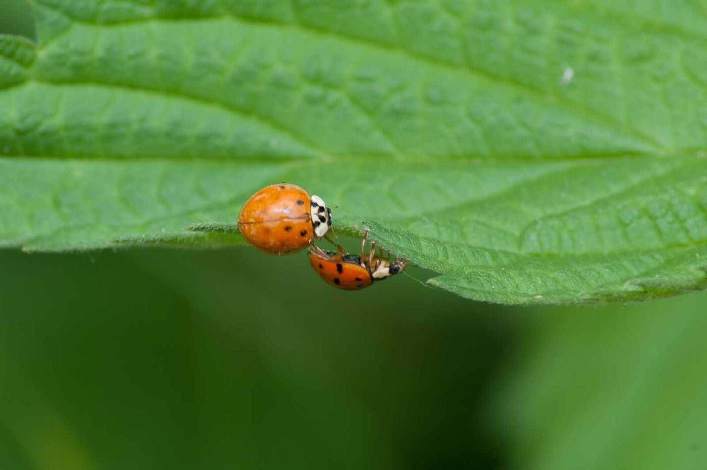 2016-05-26 - NSG Langeloh Herne